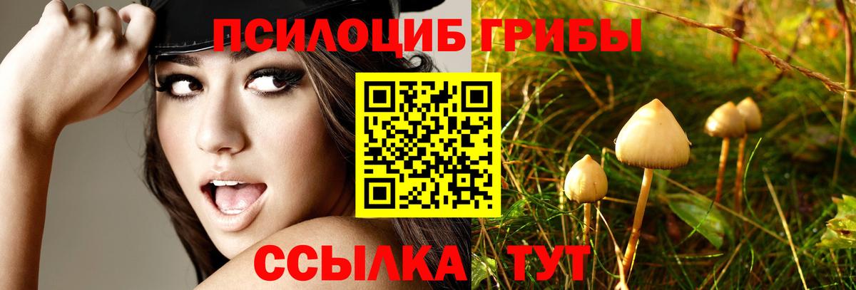 Ачинск  Галлюциногенные грибы GOLDEN TEACHER  Вход с VPN  Псилоцибиновые грибы Psilocybine cubensis 